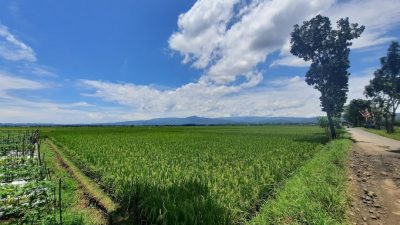 Cuaca Tidak Menentu, Tanaman Padi Masih Aman