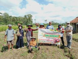 Uji Coba Bawang Merah Berhasil