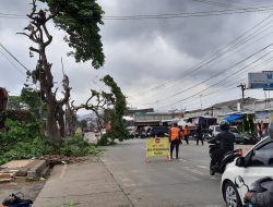 Pohon Peneduh “Dipangkas Habis”. Ranting Rawan Patah