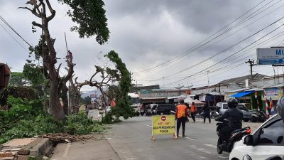 Pohon Peneduh “Dipangkas Habis”. Ranting Rawan Patah