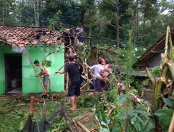 2 Rumah Warga Siluman Rusak Tertimpa Pohon Petai