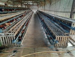 Harga Telur Ayam Anjlok Karena Pasokan Melimpah