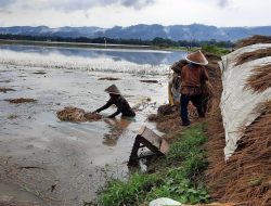 Petani 4 Desa Rugi Karena Banjir