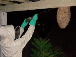 2 Sarang Tawon Diamankan dalam Waktu Semalam