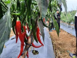 Pertanian Cabai Berkembang Pesat