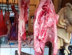 Cara Aman Konsumsi Daging Sapi Terjangkit PMK