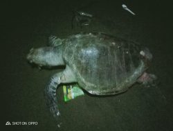 Penyu Mati Gegara Makan Plastik
