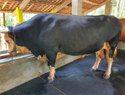 Permintaan Hewan Kurban Mulai Ada