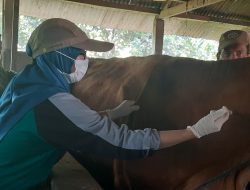Sapi Divaksin Untuk Cegah PMK