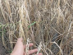 Wereng Membuat Petani Gagal Panen