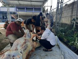 SD IT Mutiara Umat Kurban Sapi dan Kambing