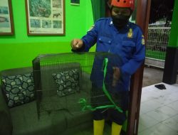 Anak Buaya Gegerkan Warga Cilacap