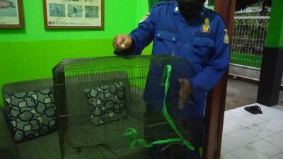 Anak Buaya Gegerkan Warga Cilacap