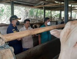 Bupati Pastikan Hewan Kurban Bebas PMK