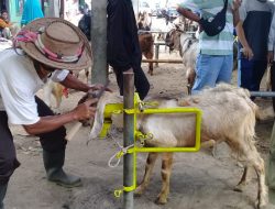 Kambing Kurban Masuk Salon