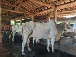 Sapi Super Jadi Rebutan