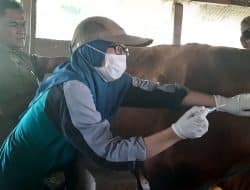 Vaksinasi Sapi Mencapai 3400 Ekor
