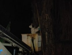 Damkar Bongkar Sarang Tawon di Tempat Angker. Saat Malam Terangker