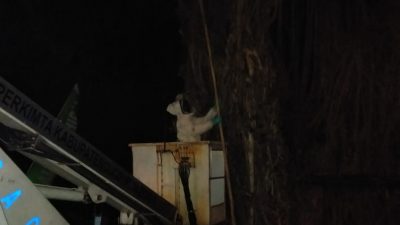 Damkar Bongkar Sarang Tawon di Tempat Angker. Saat Malam Terangker