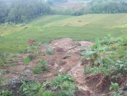 Padi Siap Panen Terancam Rusak Akibat Banjir