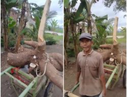 Petani Cilacap Panen Singkong Raksasa