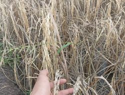 Petani Gagal Panen. Akibat Cuaca Ekstrem
