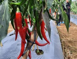 Harga Cabai Merah Terjun Bebas. Bikin Murah Meriah