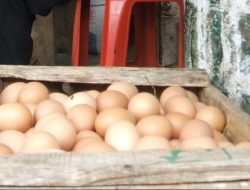Harga Telur Naik Gegara Bansos Turun