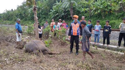 Kereta Api Terlambat Gara-gara Kerbau
