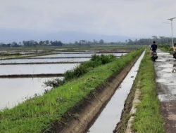 Petani Keluhkan Banyak Irigasi Rusak