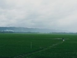 Panen Raya Tepat Saat Lebaran