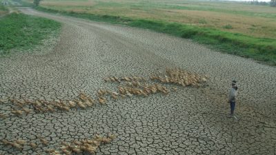 Puncak Kemarau Sampai Kapan