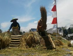 Pupuk Langka, Produksi Gabah Bakal Turun