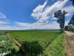 Cilacap Dekati Musim Panen. Stok Beras Mulai Masuk