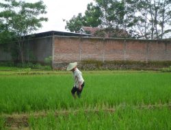 Penyebab Harga Beras Mahal Ternyata Karena El Nino