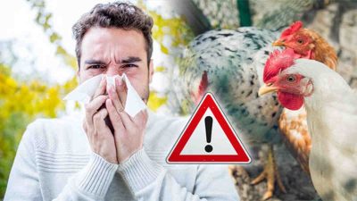 Amerika Serikat Laporkan Kematian Pertama Terkait Flu Burung pada Manusia