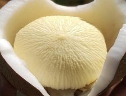 Kentos Kelapa: Tersimpan Khasiat yang Jarang Orang Tahu