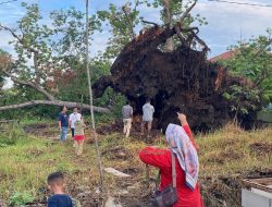 Tumbangnya Pohon Randu Gede di Indramayu