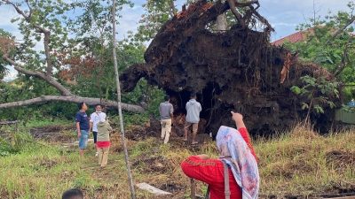 Tumbangnya Pohon Randu Gede di Indramayu