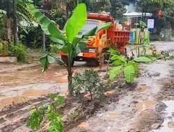 Protes Jalan Rusak, Warga Tanami Jalan dengan Sayuran
