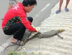 Biawak Besar Masuk Warung di Jalan Sumbawa Cilacap