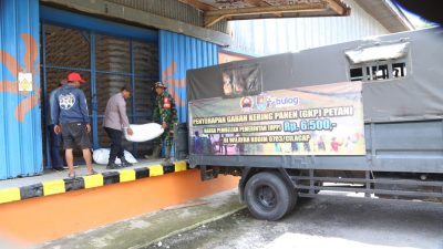 Bulog Maos Target Penyerapan Gabah Sebanyak 11.515 Ton