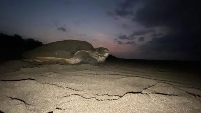 Musim Penyu Bertelur di Pantai Cilacap, DLH Sisir Lokasi Pendaratan