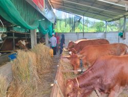 Hukum Berkurban, Sunnah Muakkad yang Sarat Makna