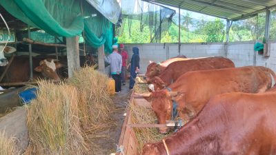 Hukum Berkurban, Sunnah Muakkad yang Sarat Makna