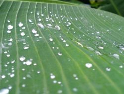 Sudah Kemarau Tapi Masih Ada Hujan. Ini Kata BMKG