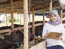 Hewan Kurban Harus Penuhi Syarat Tertentu. Apa Saja?