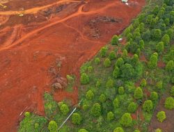 Kemenhut Cabut Izin Tambang di Kawasan Hutan Pulau Wawonii Setelah Warga Menang Gugatan