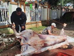 Warga Austria Ikut Kurban Sapi di Cilacap