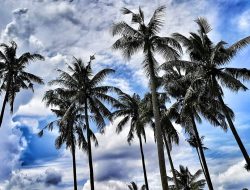 China Tertarik untuk Investasi di Industri Kelapa